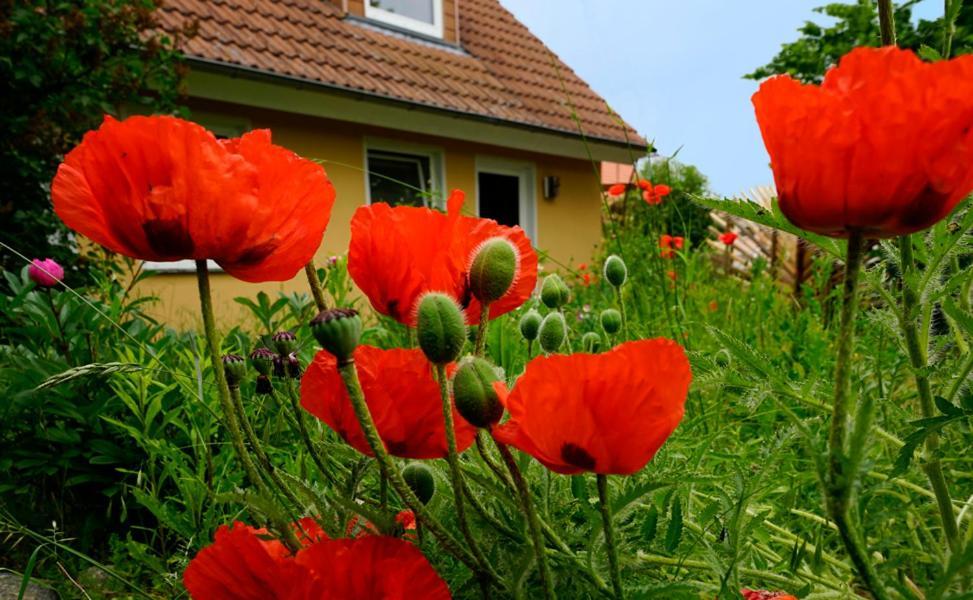 Ferienwohnung In Der Uckermark Am Oberuckersee Ot Warnitz Экстерьер фото